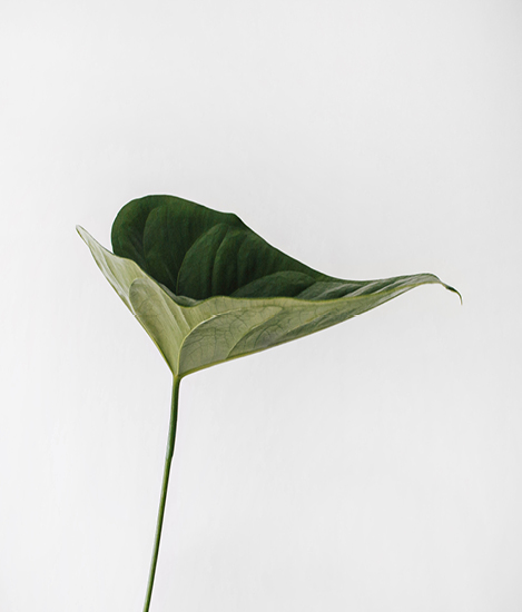 single green leaf displayed on a white background